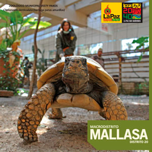 Mallasa PDF
